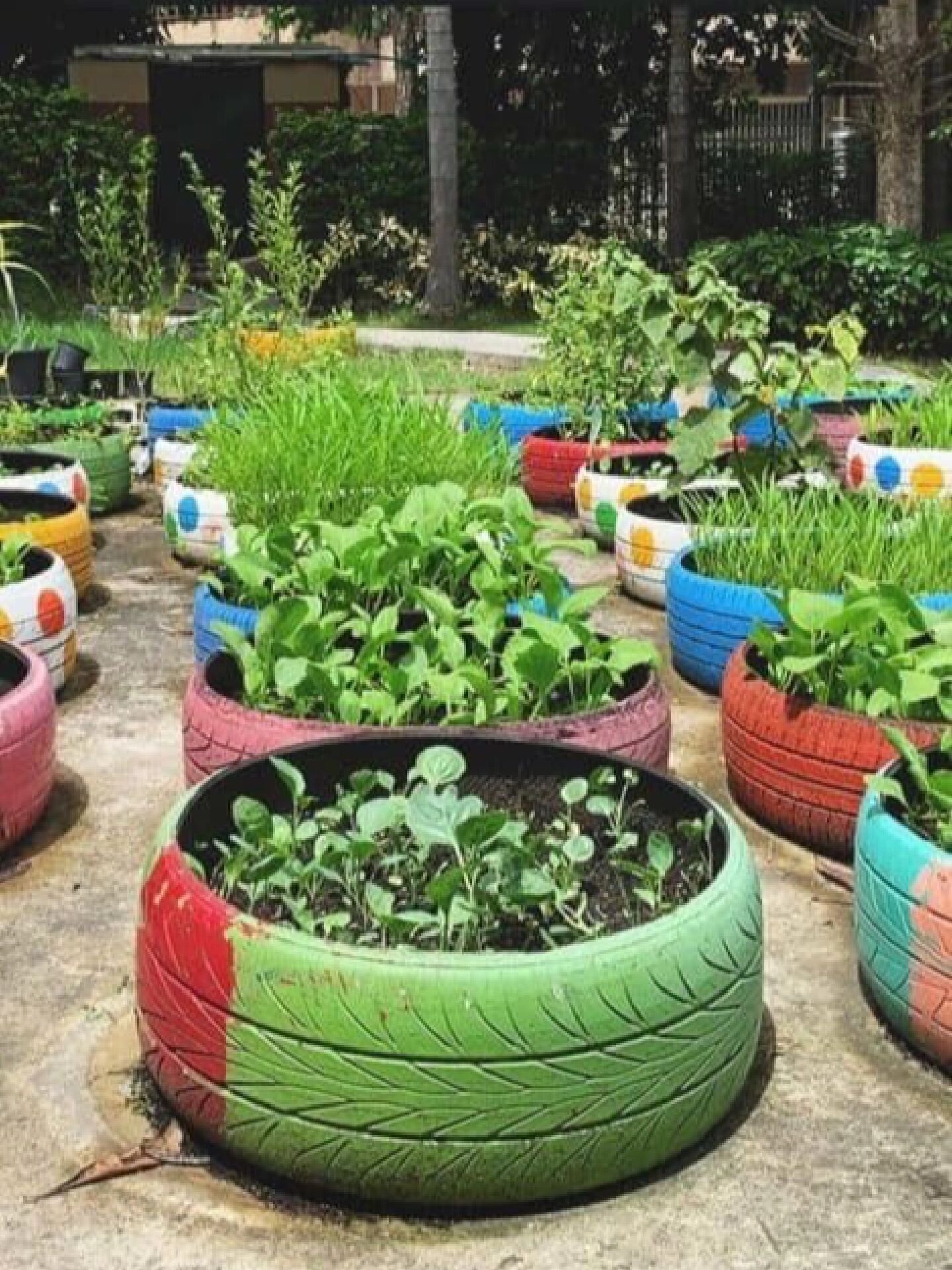 快来尝试一下废旧轮胎环保种菜·低成本花园 使用废旧轮胎种菜是一种