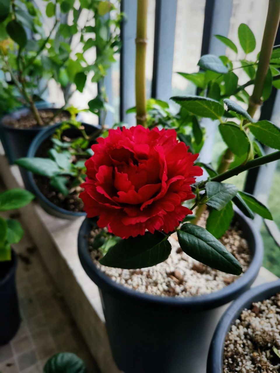 真彩230 日本月季界的四大妖花之一,花型花色真的是非常富有多变性.