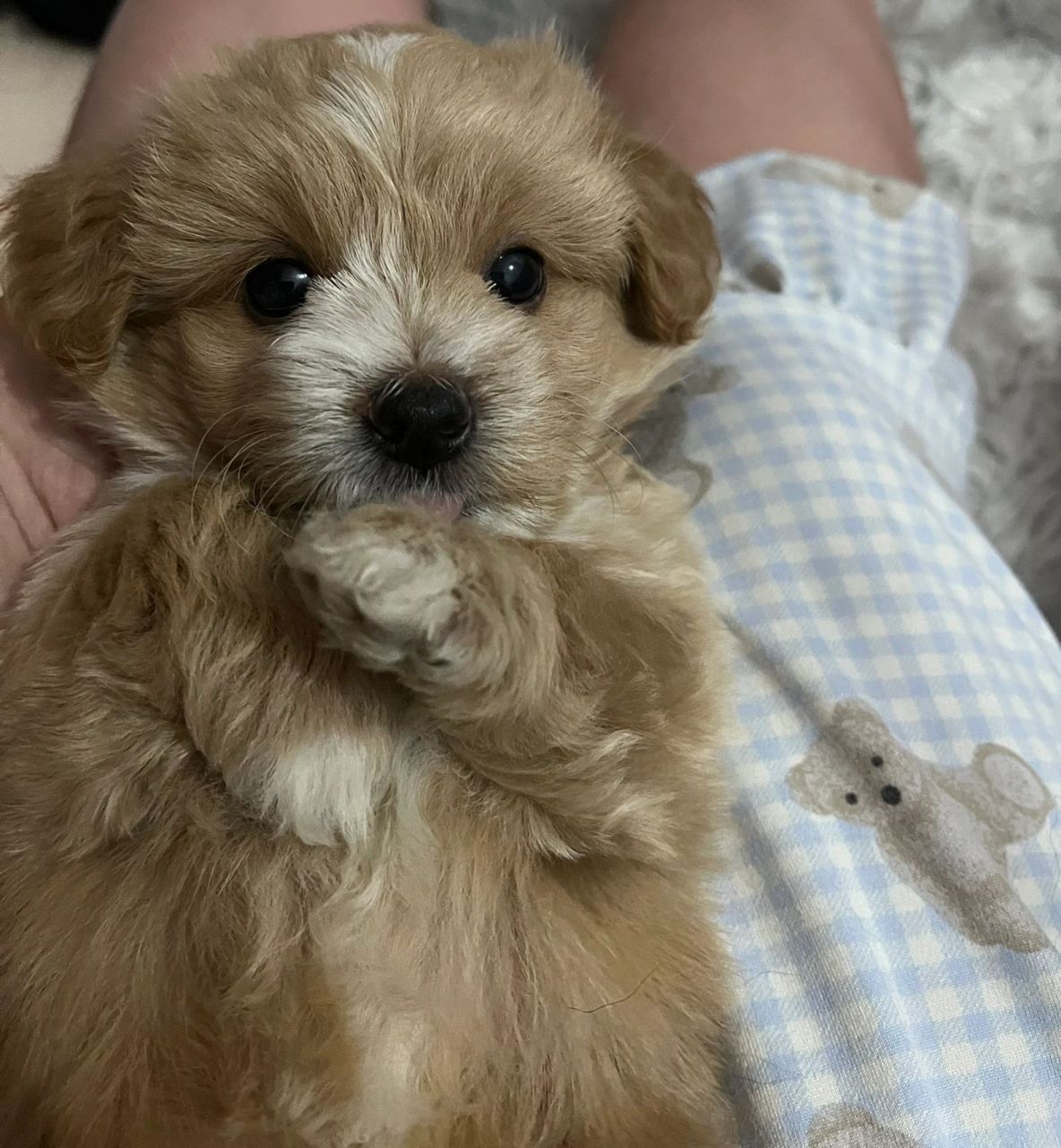 也不知道咱家的泰迪熊串串长大了会好看不  也不知道咱家的泰迪熊串串