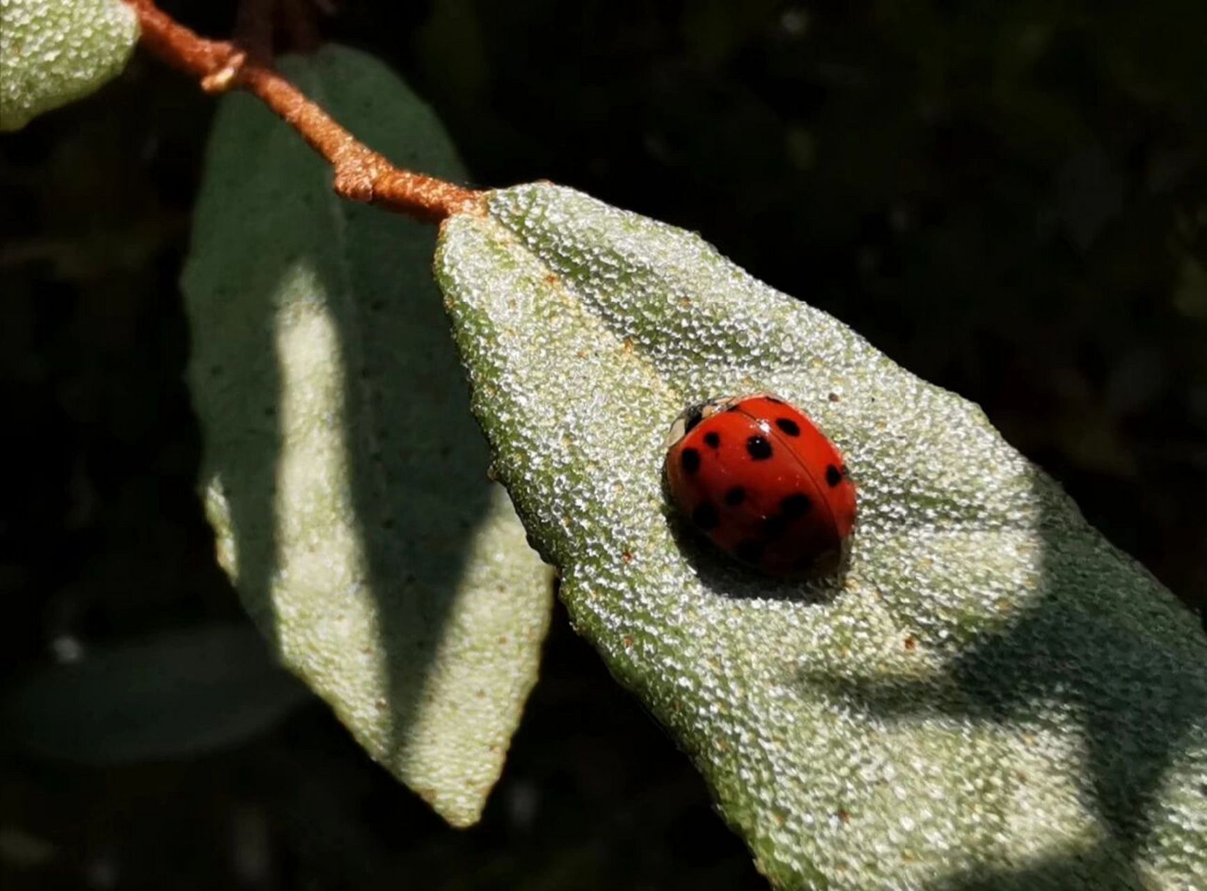 瓢蟲94 瓢蟲(英文:ladybug)別稱紅娘,金龜子,臭龜子,花大姐,.