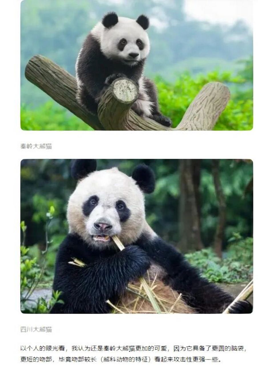 陕西秦岭大熊猫&四川大熊猫 两个亚种.