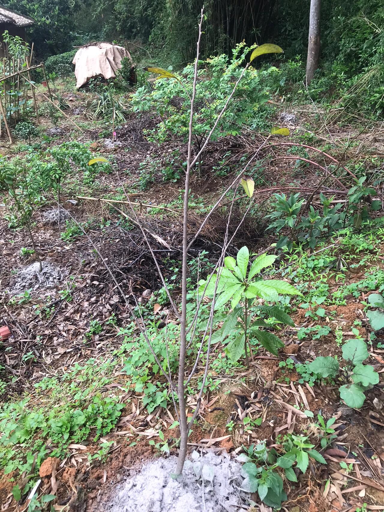 四个品种释迦果苗,已经开始发新叶子95