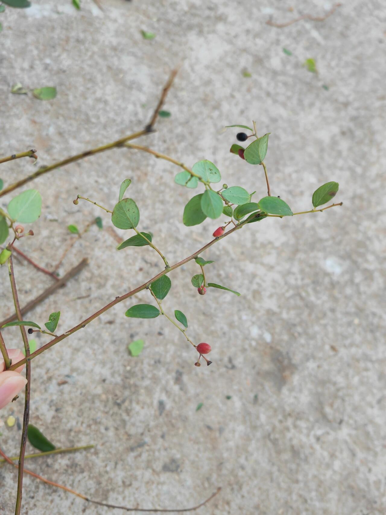 老鼠藤 说吃了腰不疼