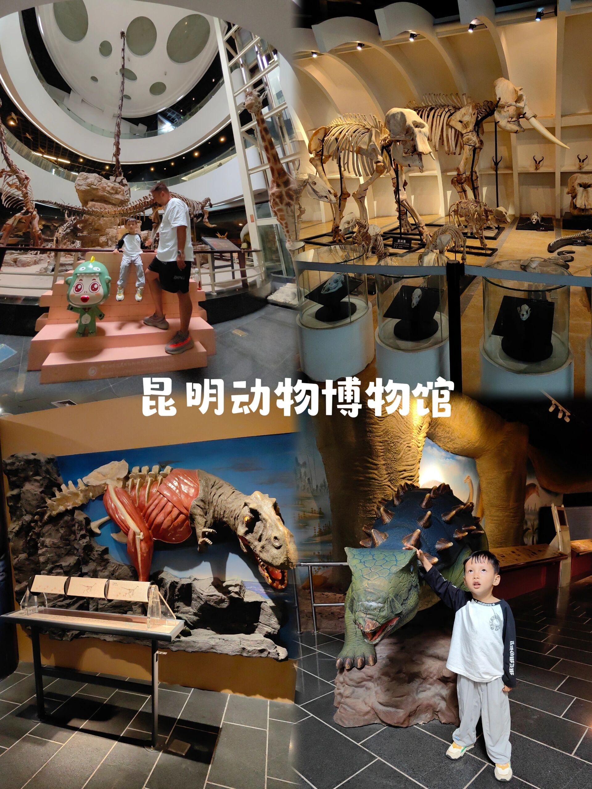 🕹位置:导航昆明动物博物馆   🅿停车场大很方便 🎫门票:成人20