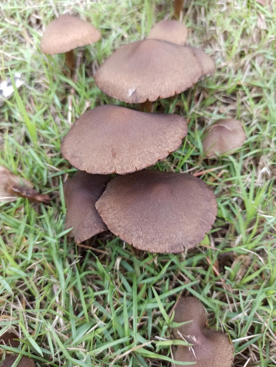 逛公园发现一片棕色蘑菇96能不能吃呢