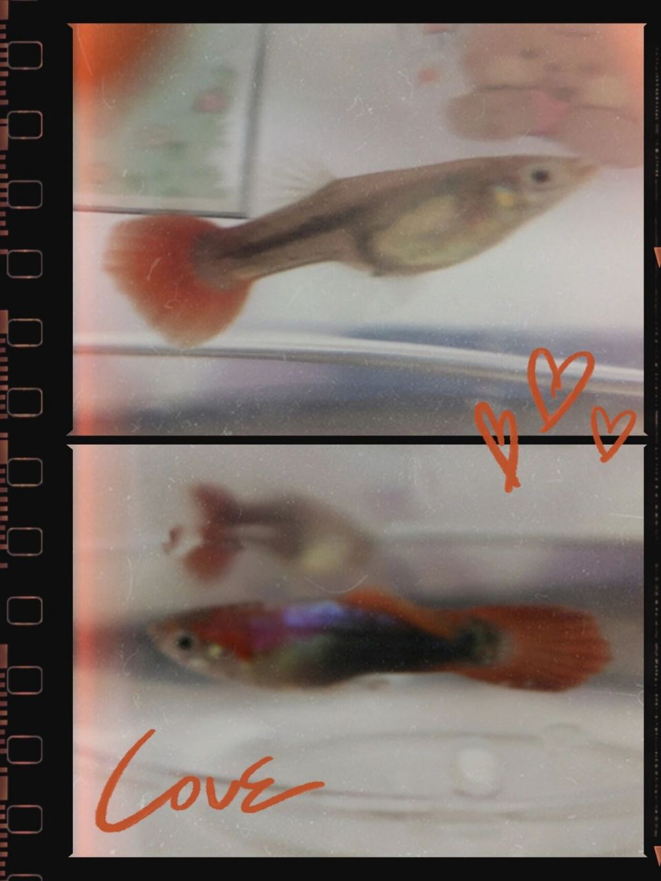 孔雀鱼怎么分公母 哪位大神帮忙看看这俩是公是母