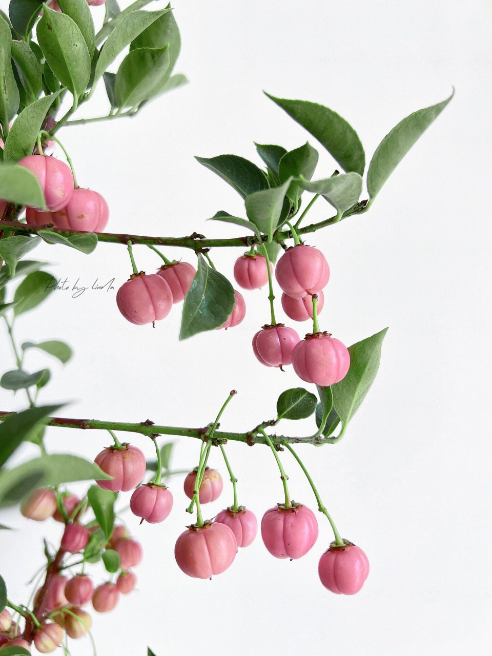 秋天的第一把果枝～～灯笼果   	 收到花真是惊艳到我,好大的一把