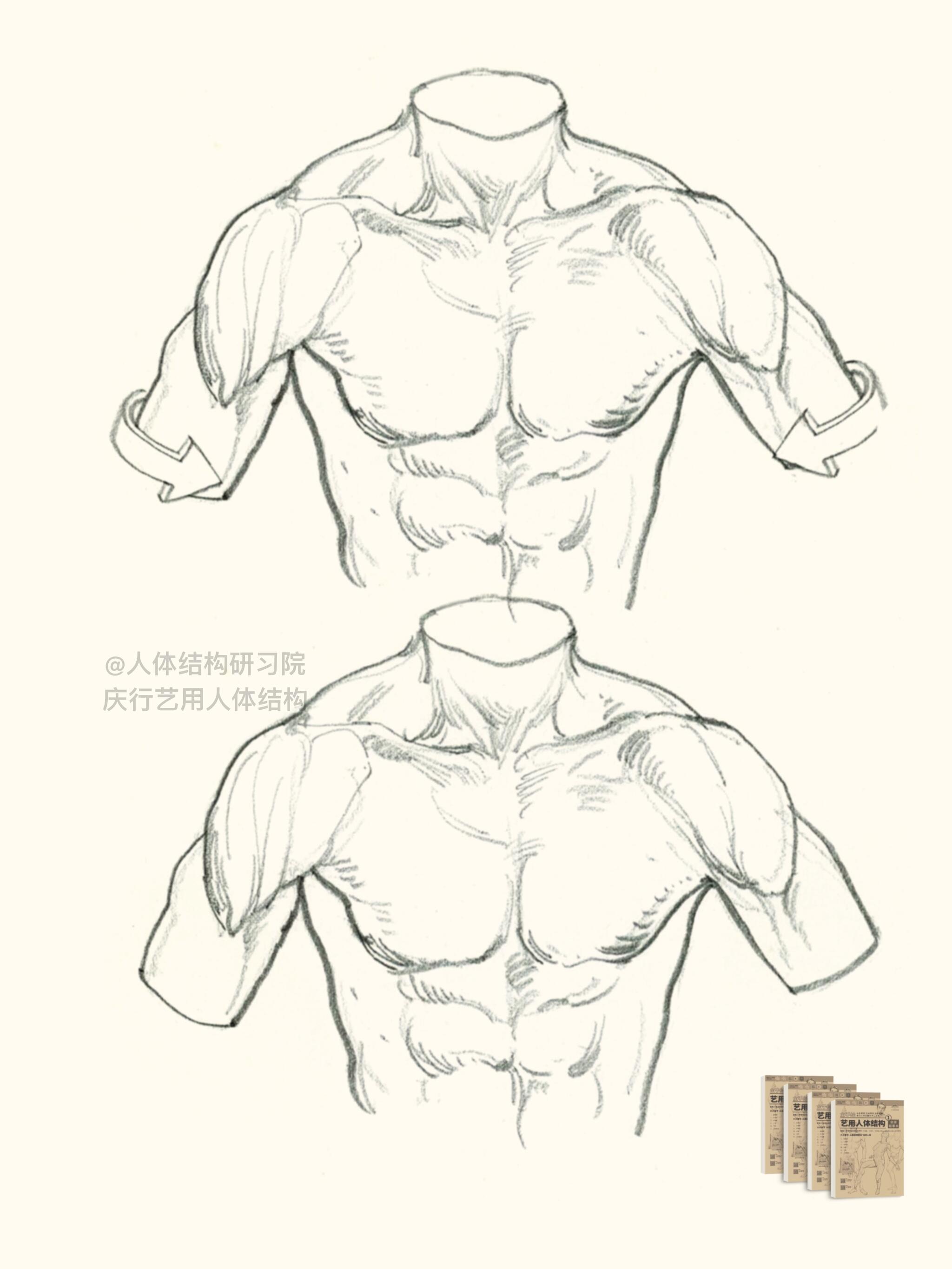肩胸部运动|手臂内旋形态特征