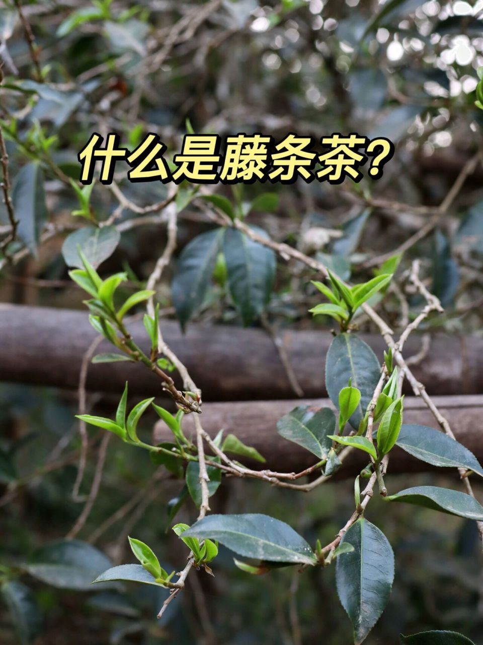 78藤条茶的形成是一种传统的茶树采摘管理方式.