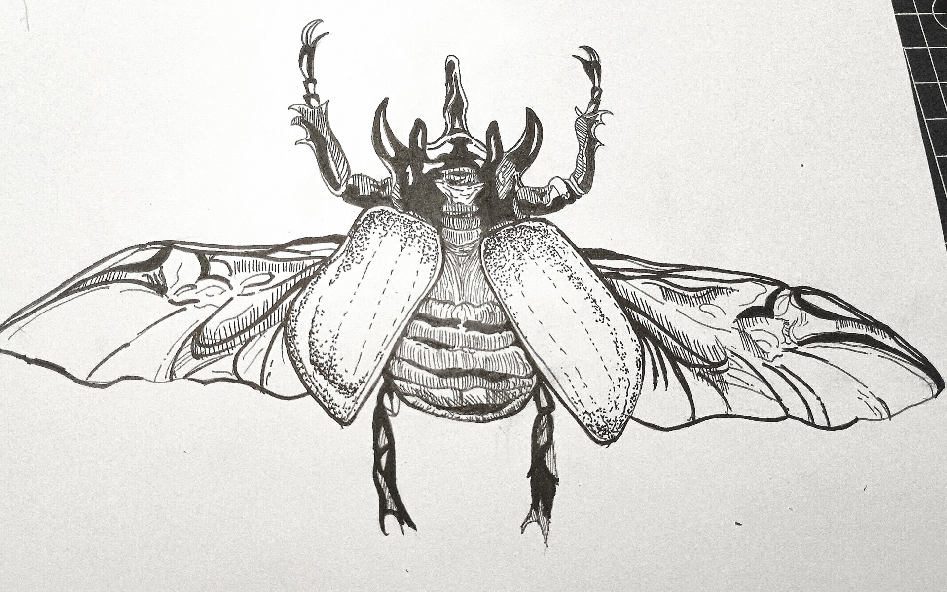 昆虫记手抄报 肝了一下午08