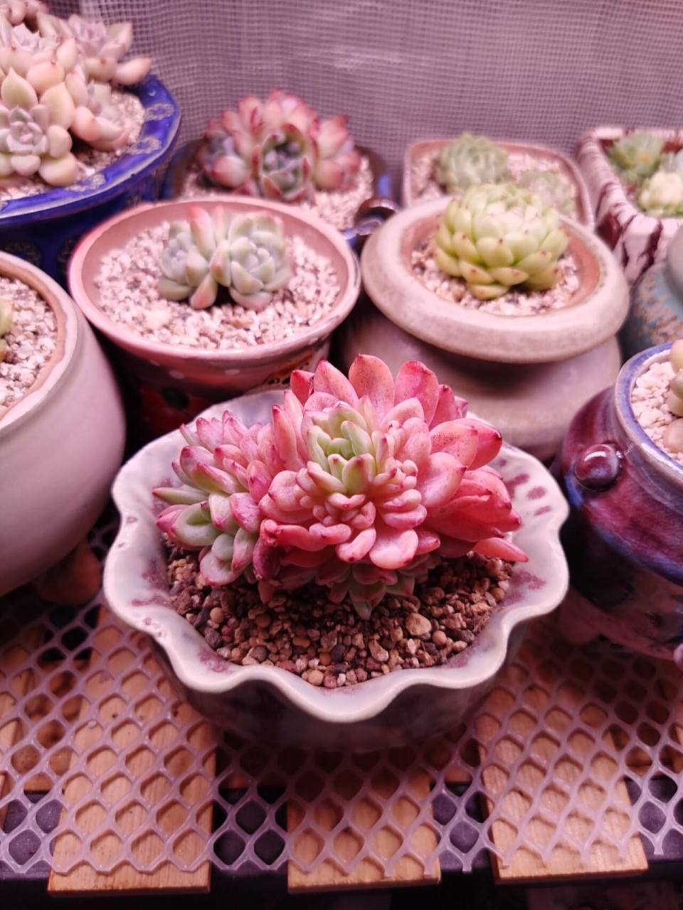 多肉沙恩布莱德 也叫帕提提,兽哥管它叫塔帕帕,不管是啥,是我的菜00