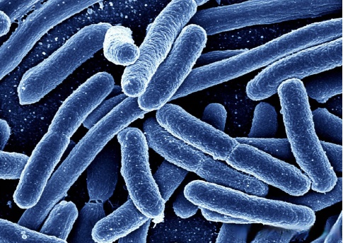 健康知识打卡月# 牙齿常见细菌知多少?