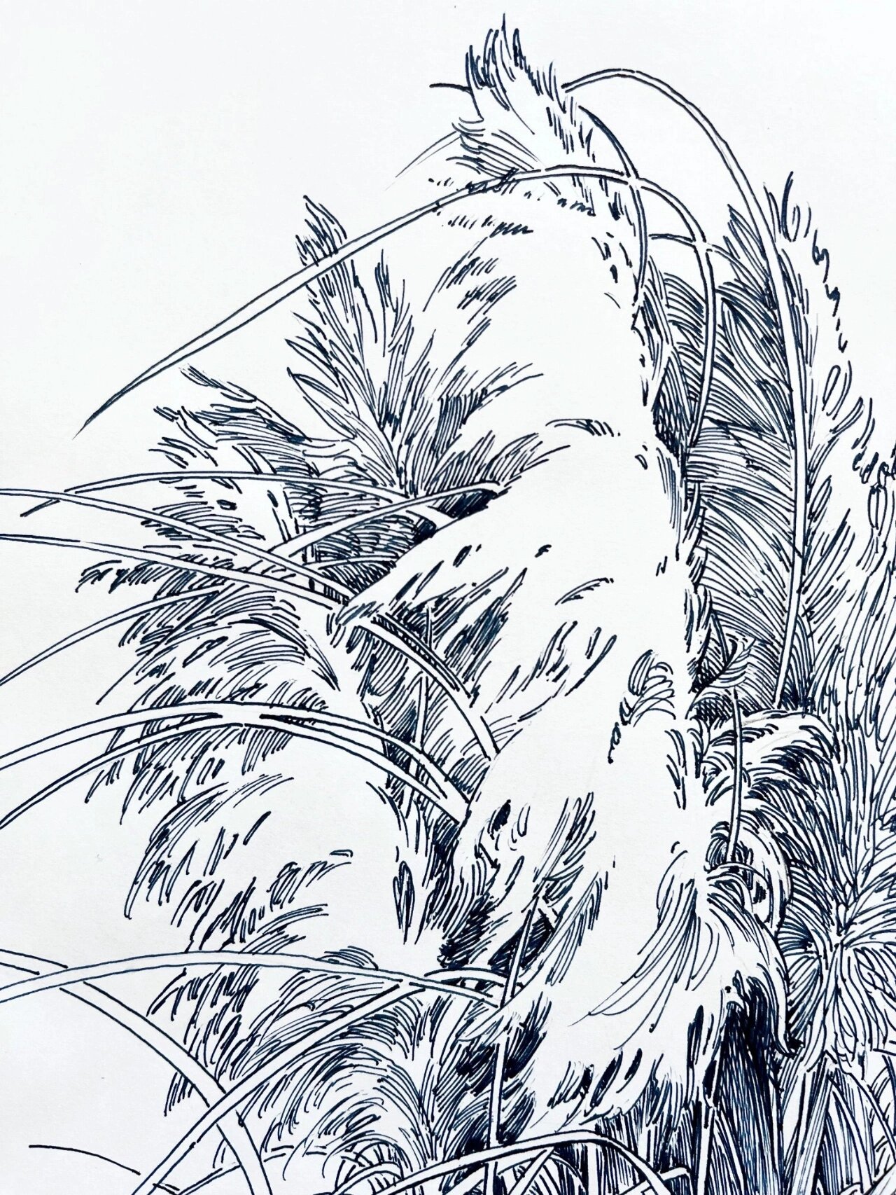 钢笔速写|分享刚画完的芦花 首先,非常感谢詠婧的素材分享原照片版权