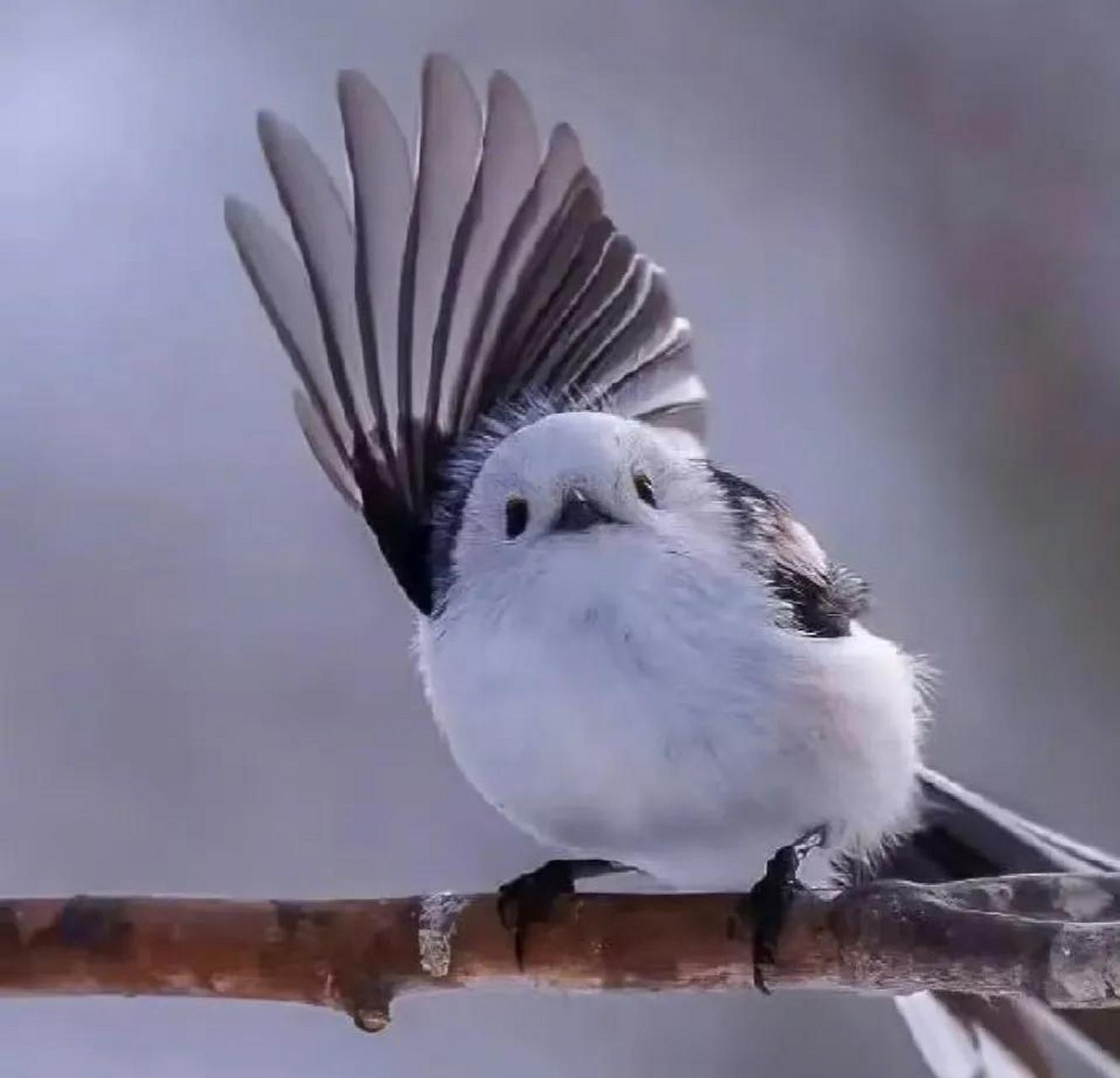 原来这个胖乎乎看起来很好rua的小肥啾,在现实生活中也是有原型的!