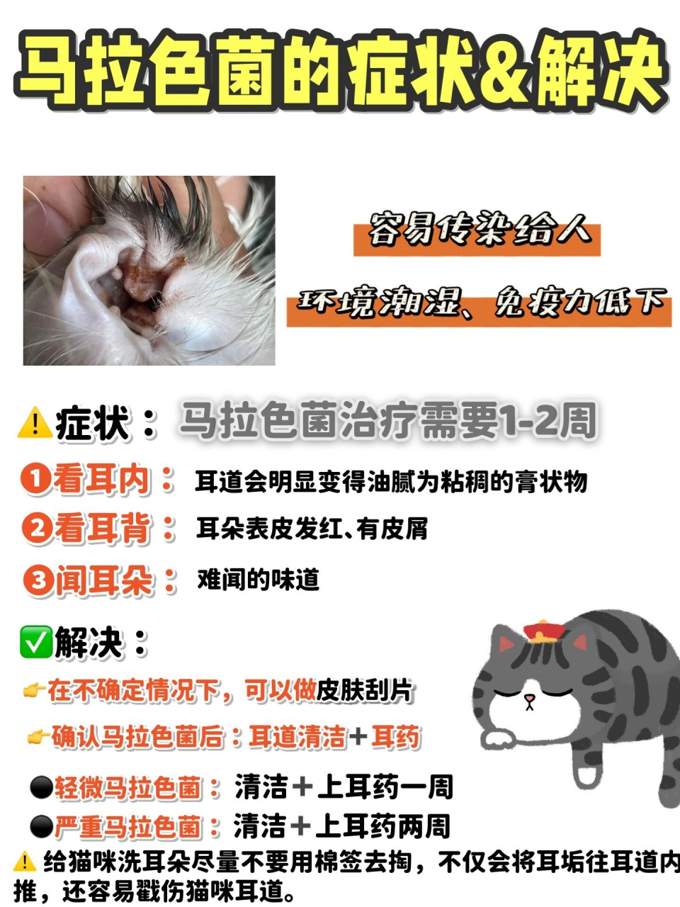 猫耳道马拉色菌图片