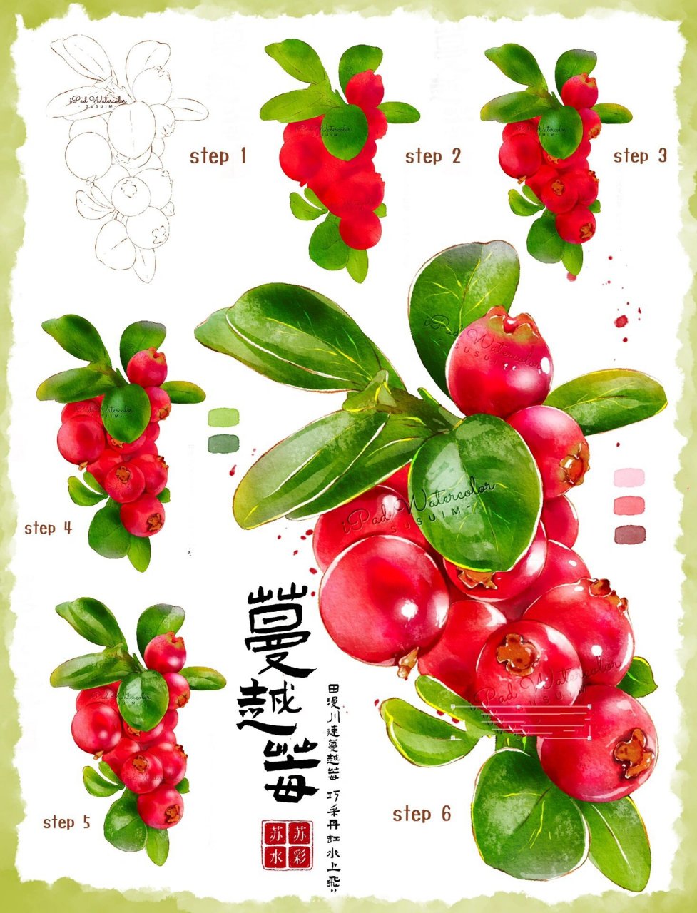ipad水彩教程|画串蔓越莓90红果果～ 继续水果系列～ 来一个颜色很