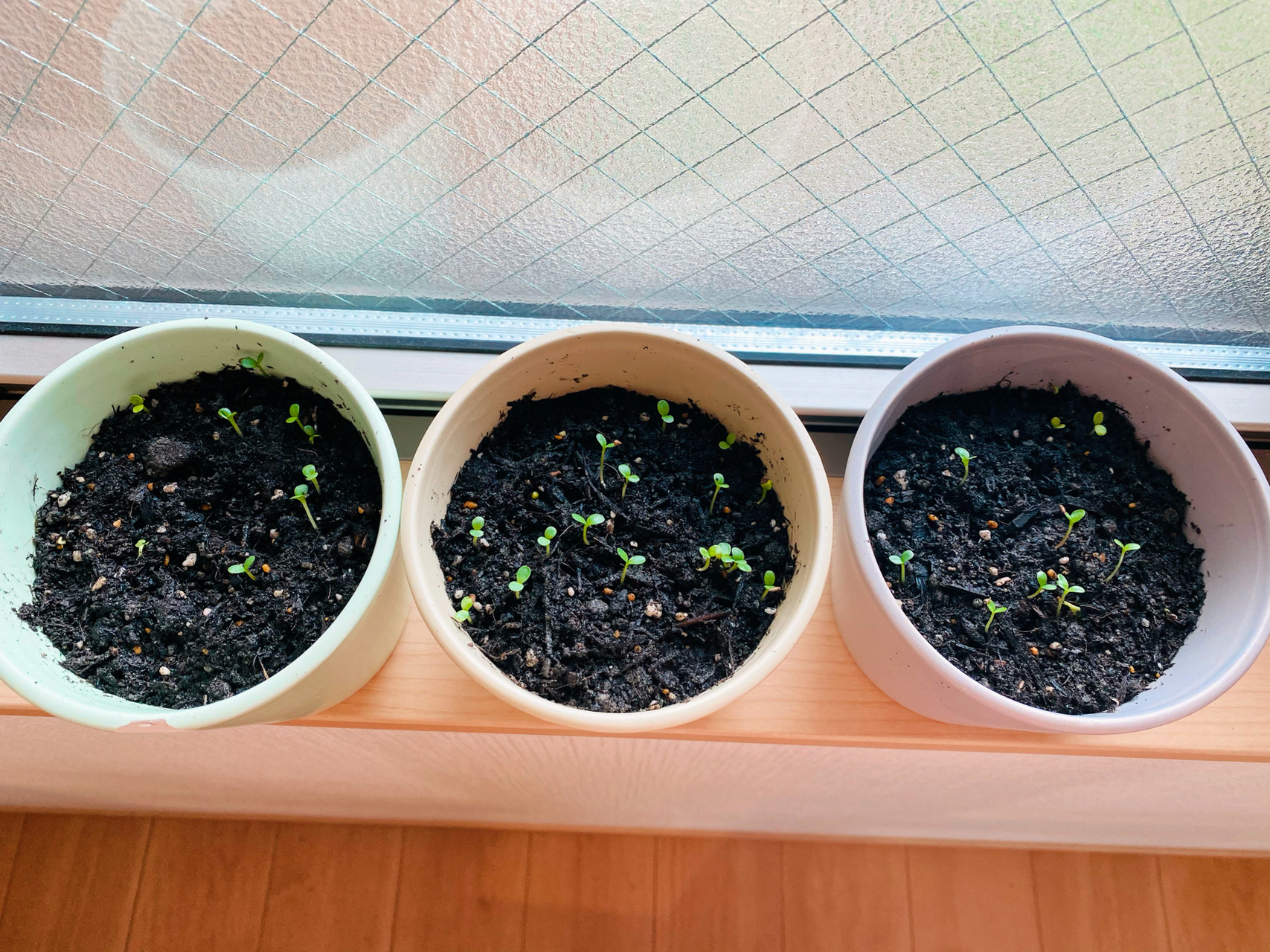 我的小雏菊生长记 从播种到现在一个月了还是两个叶片🍃 发芽🌱巨