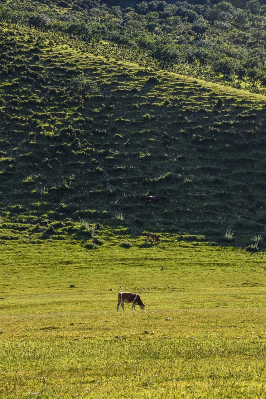 大兴安岭余脉的绿丝带 扎鲁特草原是立体的,她位于内蒙古通辽市北部
