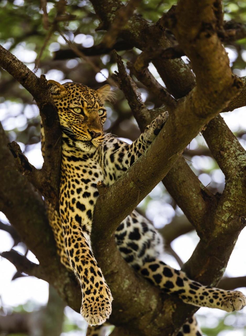 但这一次再来塞轮盖蒂狮子的种群明显增加,但是猎豹与花豹的种群很少