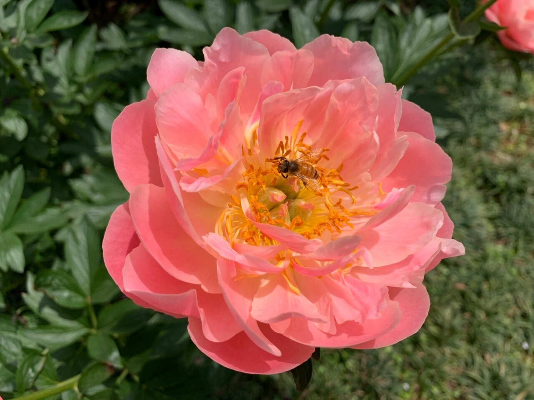 别的芍药3月份刚刚苏醒的时候它已经芽都窜得老高了 珊瑚系列的芍药花