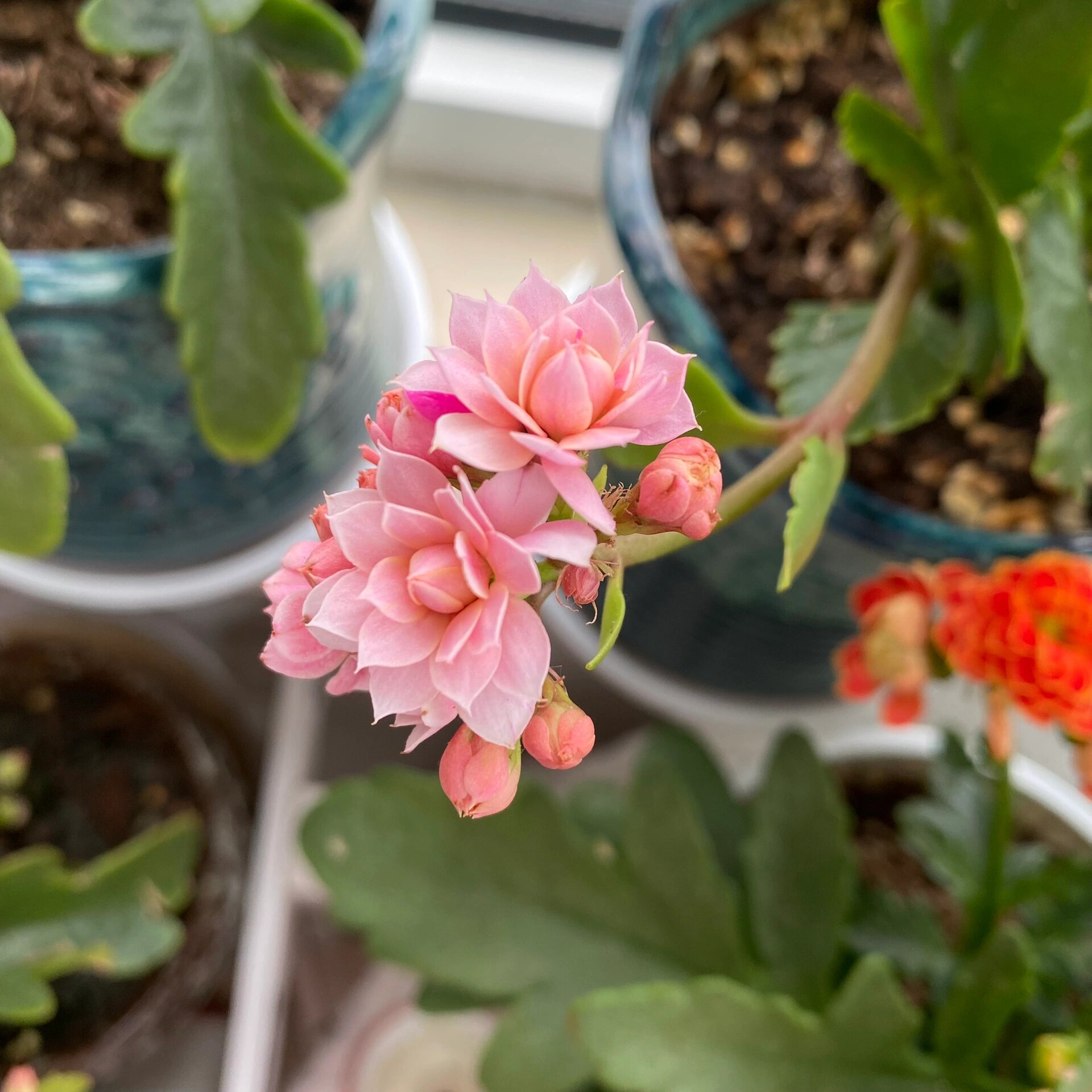 推荐两款好看的粉色长寿花