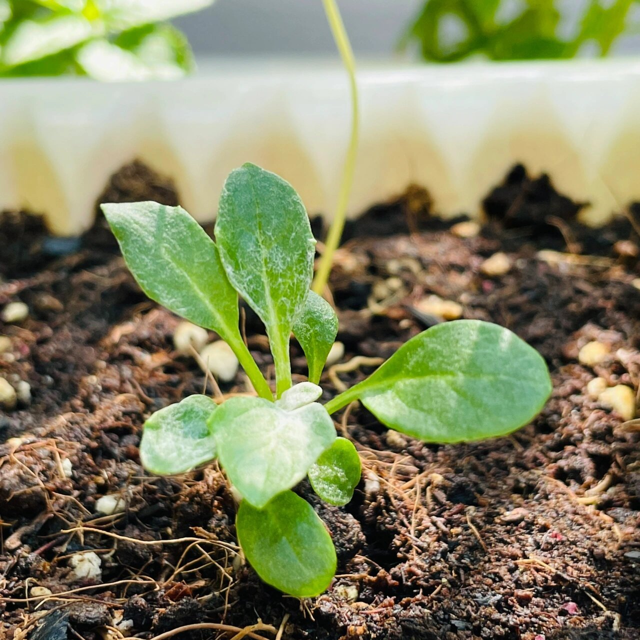 幼苗6月的成长记录 幼苗们这个月生长速度有所不同: 94夏堇快一些