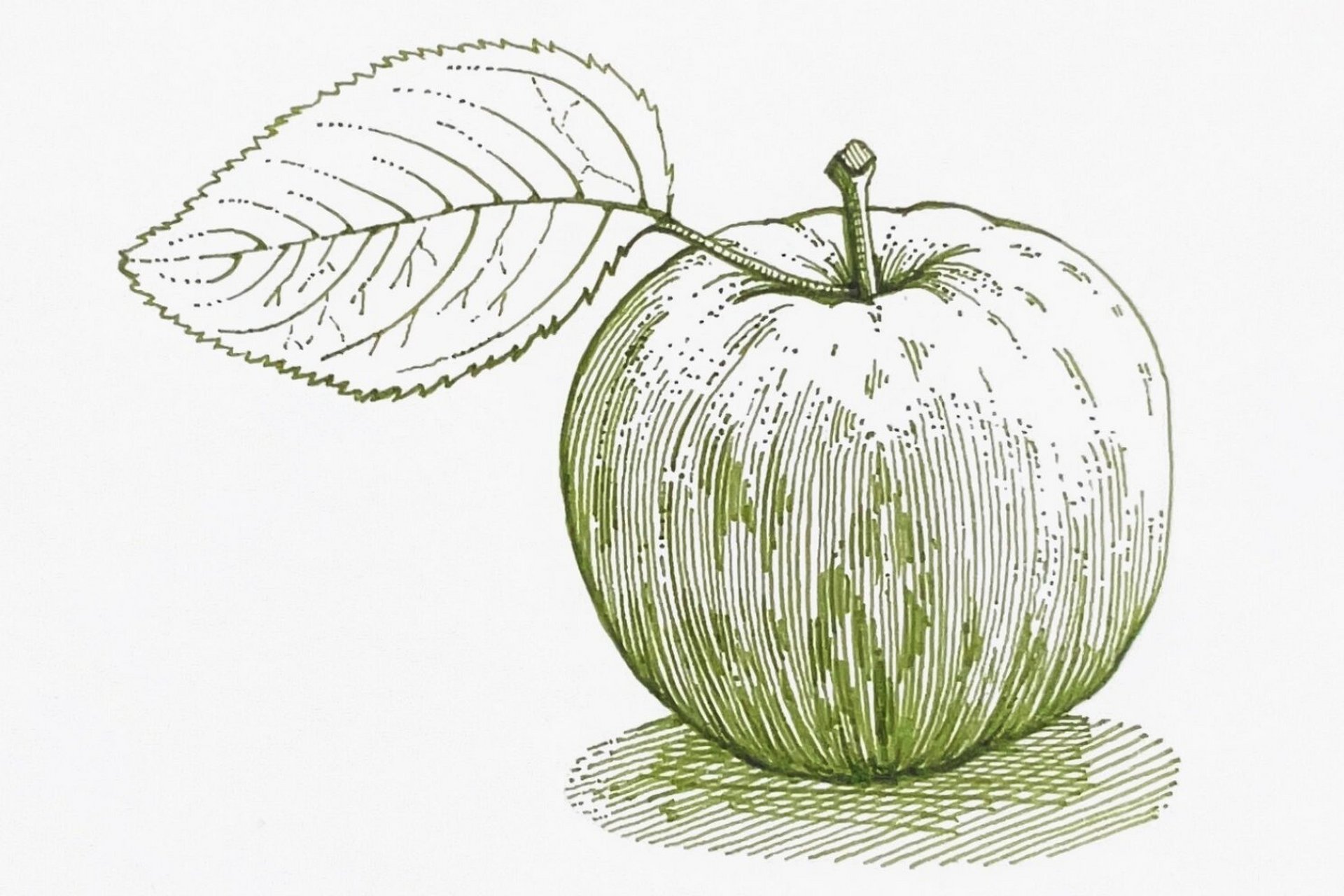 钢笔画|苹果