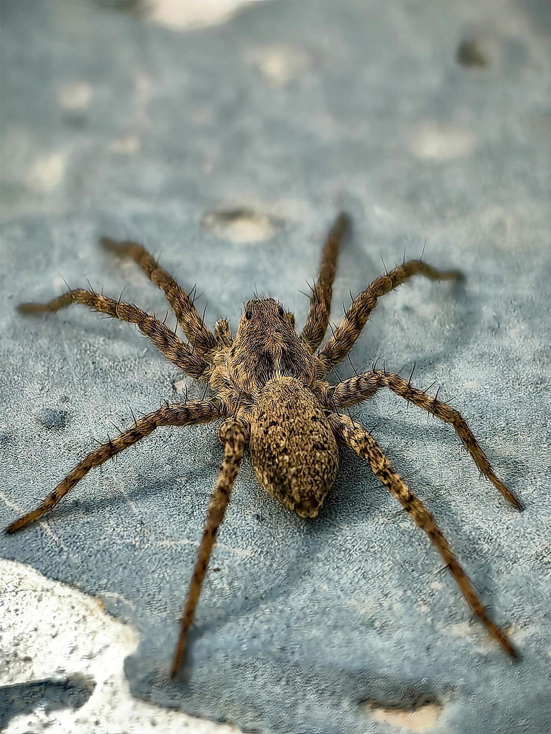 农村常见的大蜘蛛图片