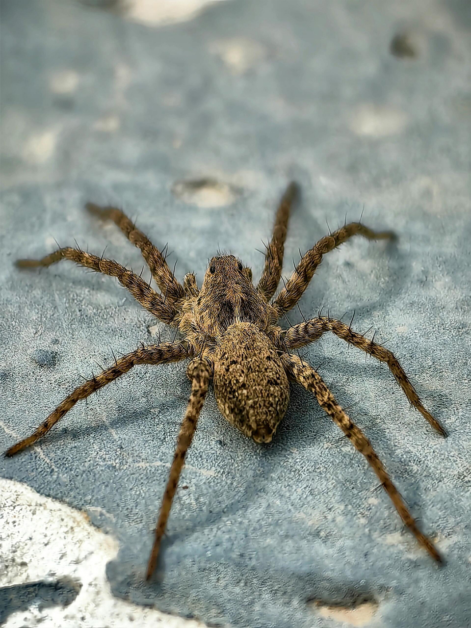 农村常见的大蜘蛛图片 9915 农村的大蜘蛛图片来啦!