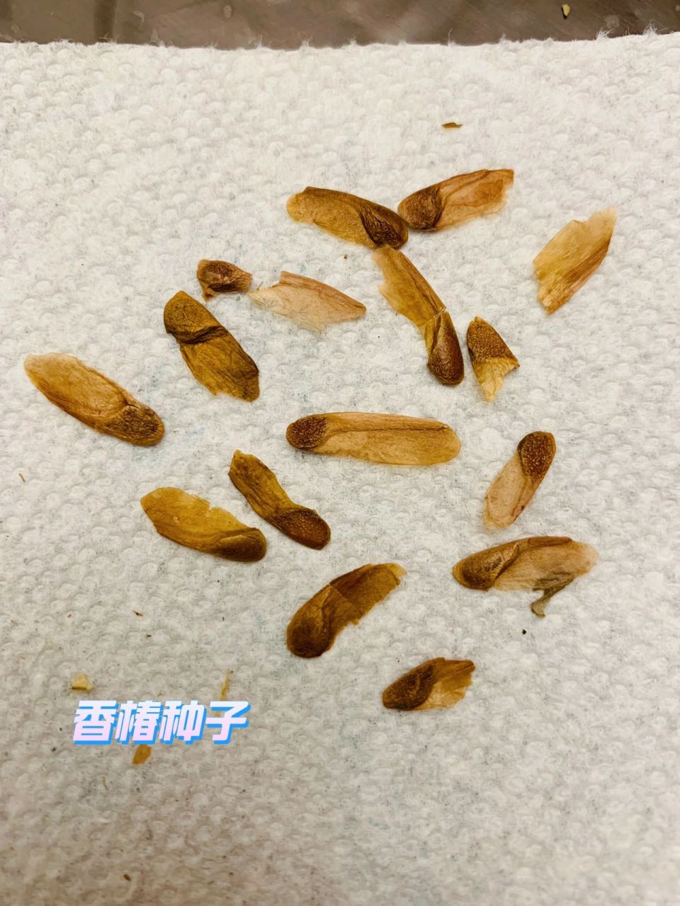 香椿种子长啥样图片