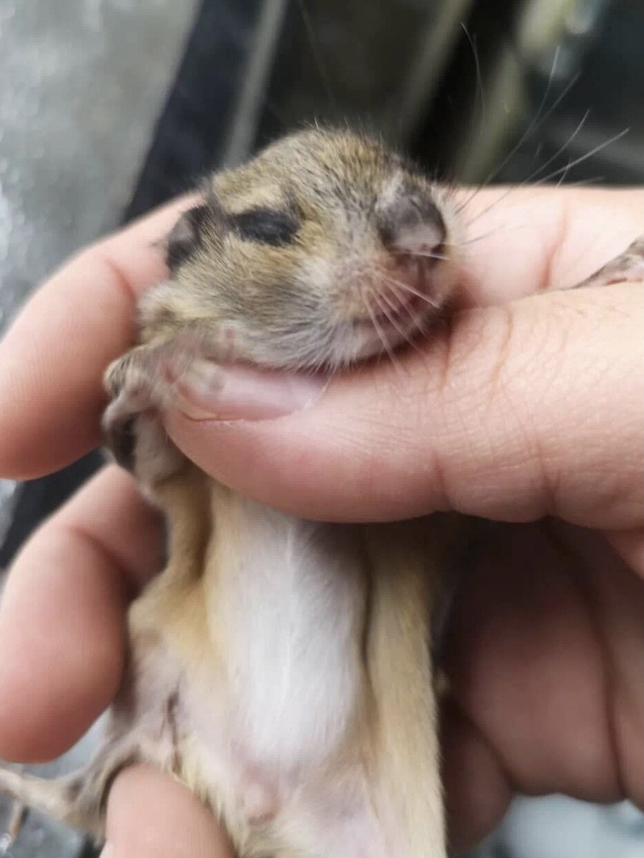 大眼飞鼠会暴毙?真的吗 注意!|上篇