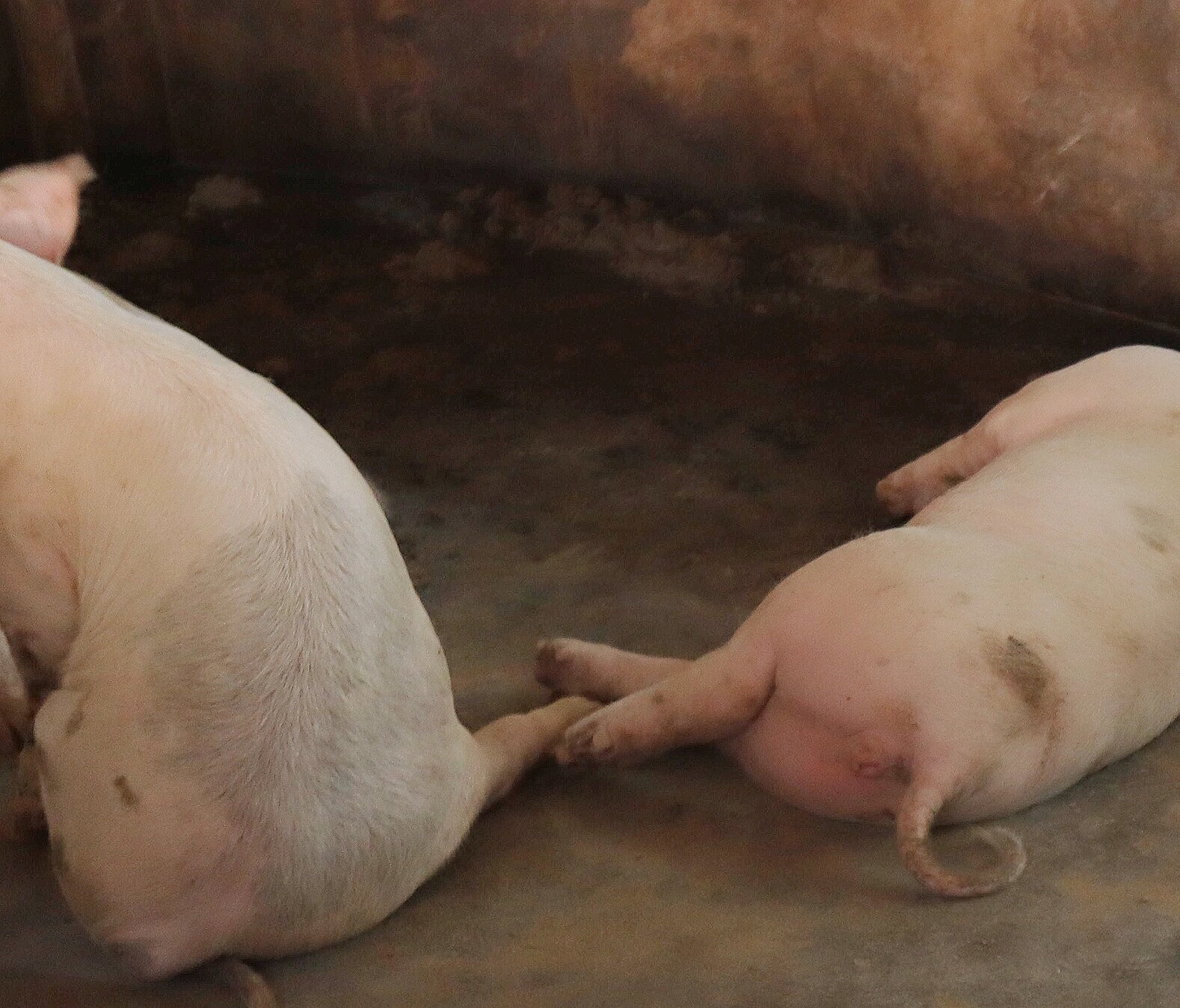 记录随手拍之猪我要睡觉篇