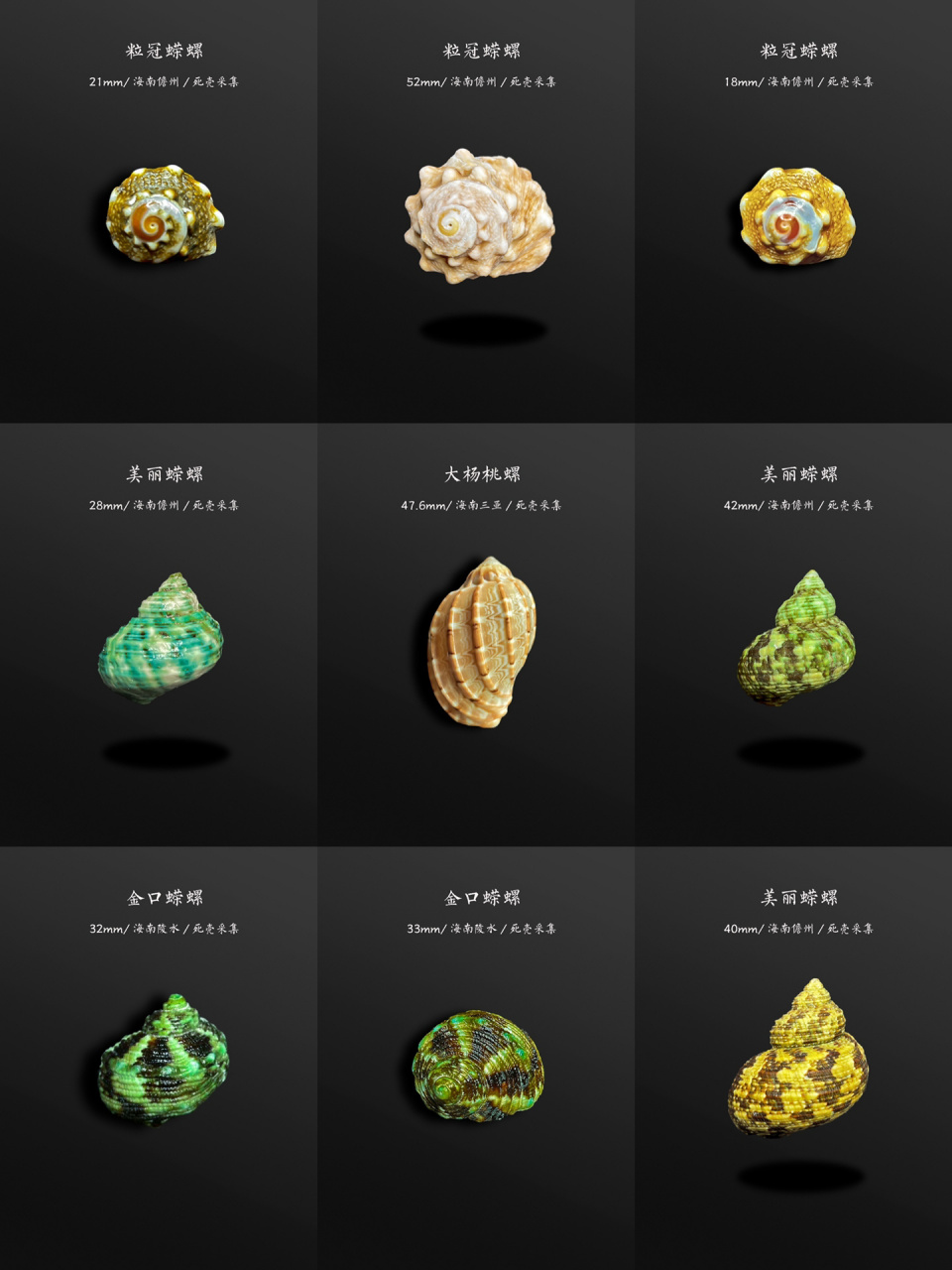 这些螺,你也在海边见过 漂亮的蝾螺(就是俗称猫眼螺牛眼螺的)和杨桃螺