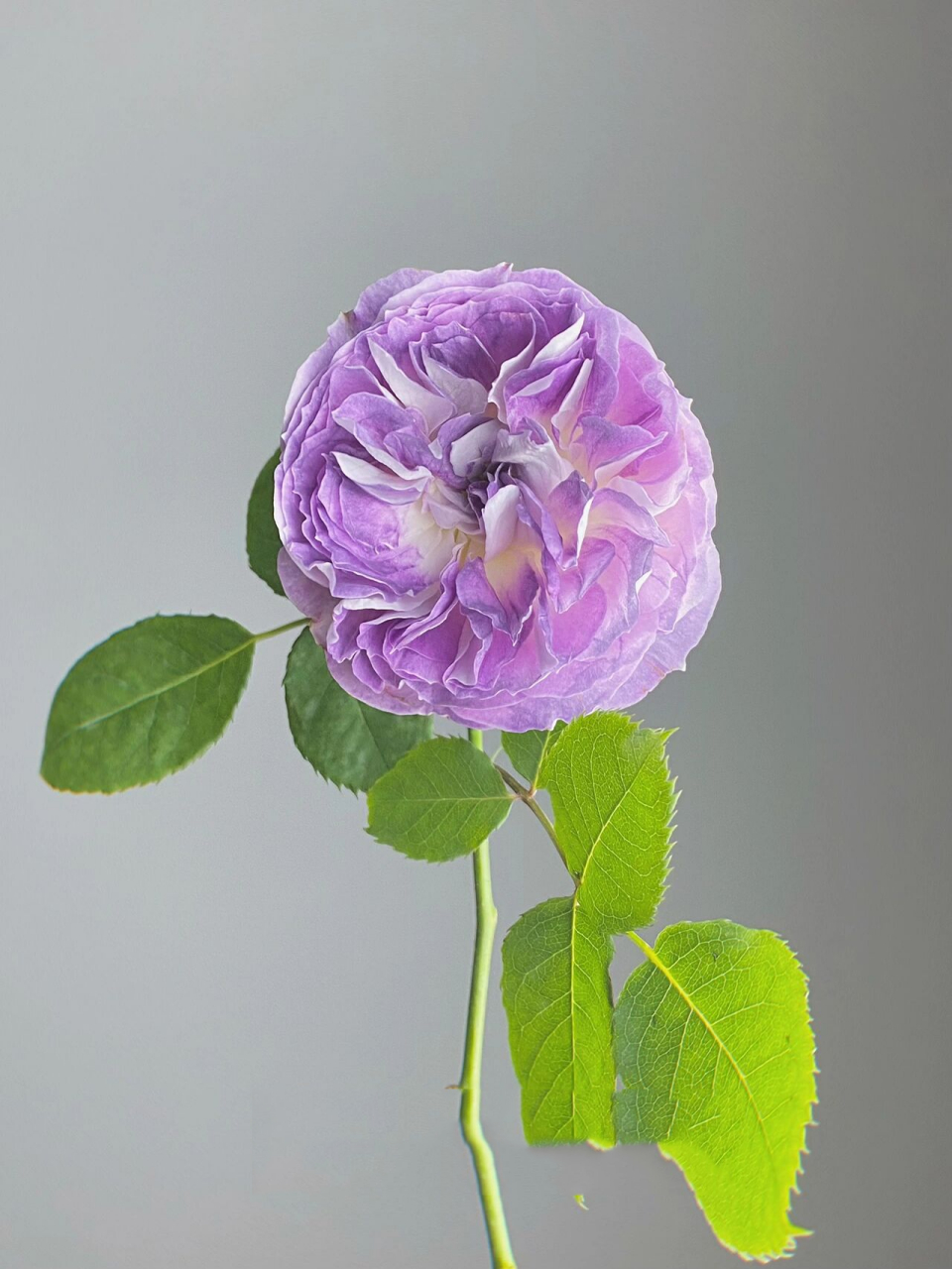 月季·蓝月石 嘿嘿,终于到我拥有蓝月石了! 	 不得不说,颜值真的超高!