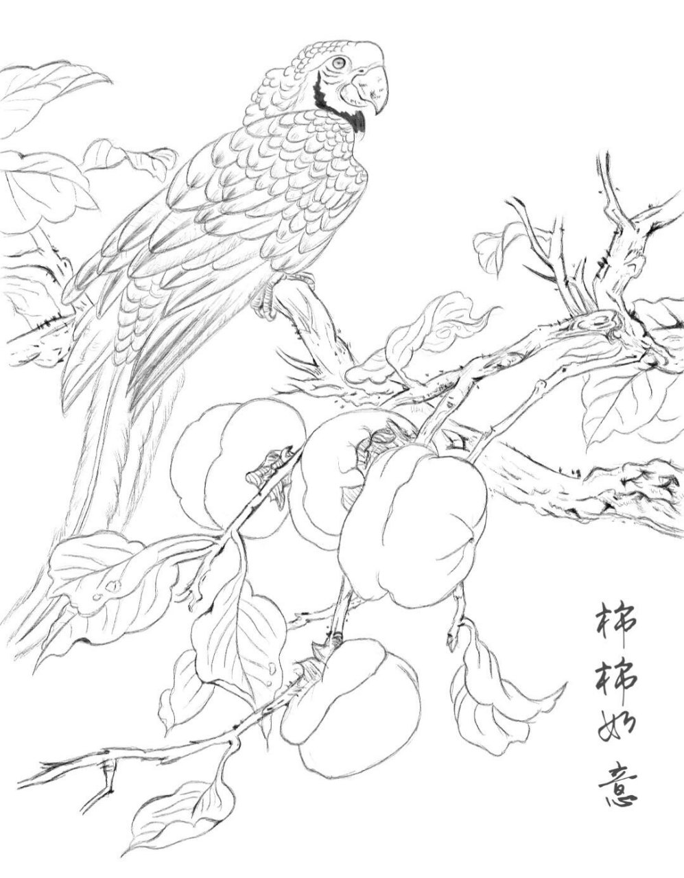 工笔柿子白描图片