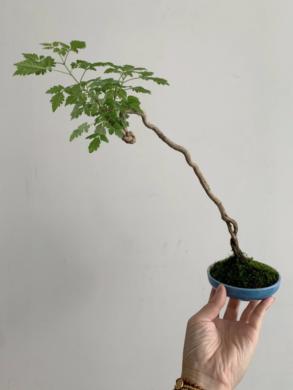 文人式精品黄荆盆栽 夏日炎炎需要点绿意95