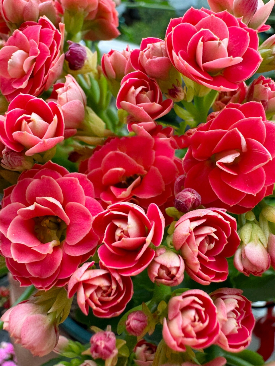 长寿花 花溪 第四更 非常有代表性长寿花品种花溪就不多做介绍了.