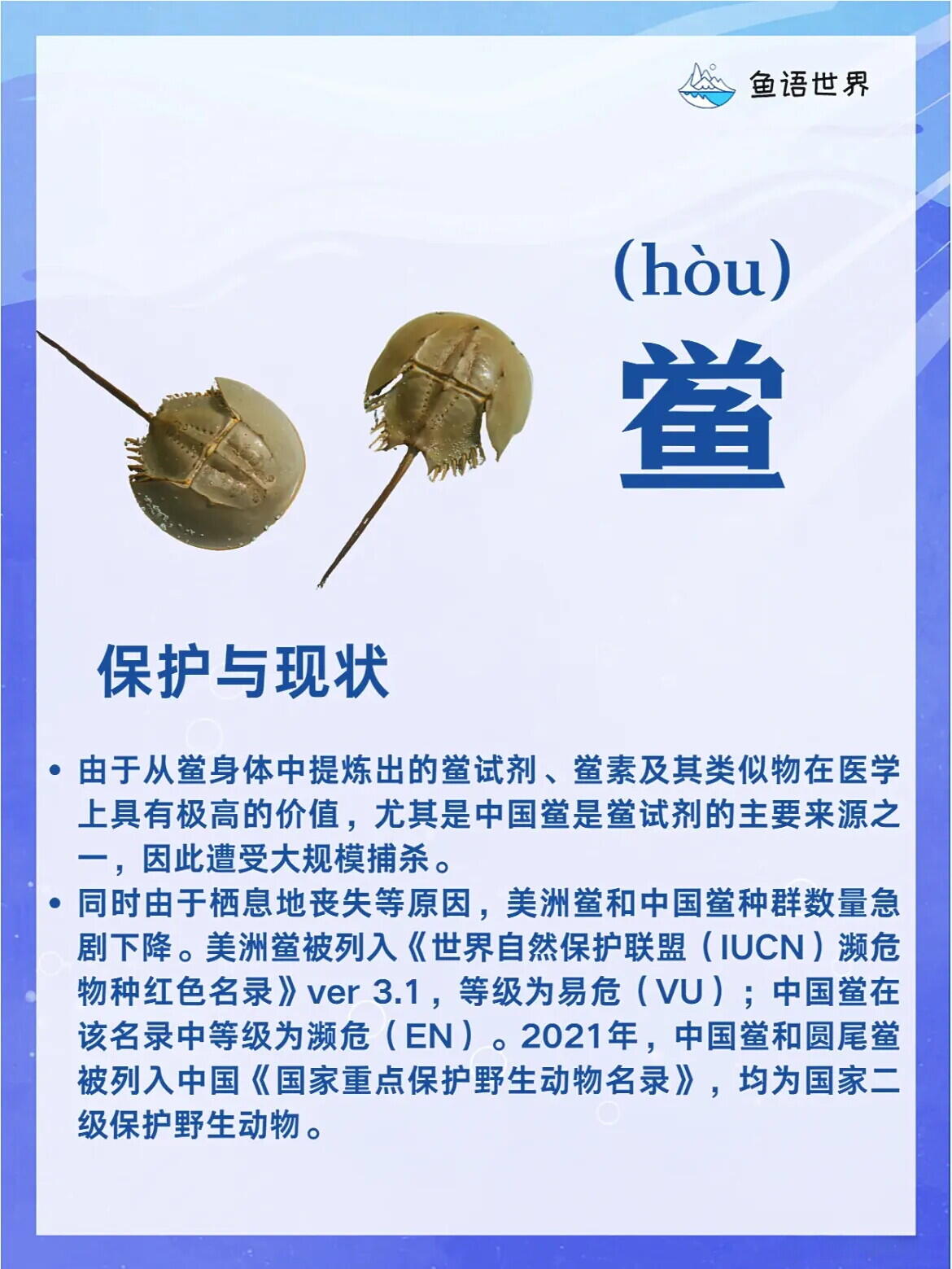 中华鲎的血液图片图片