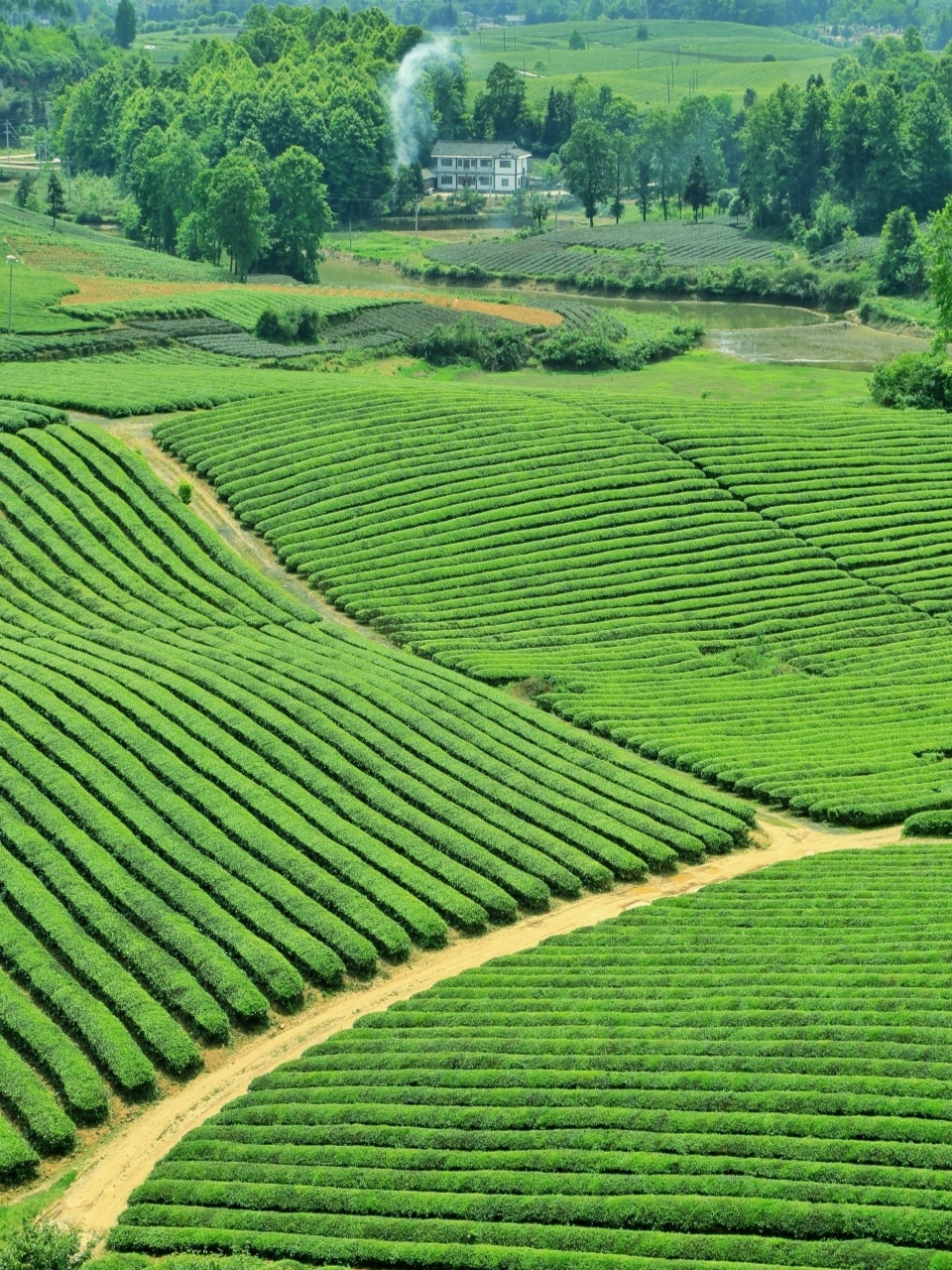 湄潭茶海景位置图片