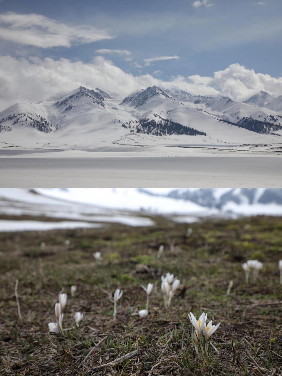 那拉提顶冰花 | 是我见过最纯洁的花98 98随着气温的升高,伊犁