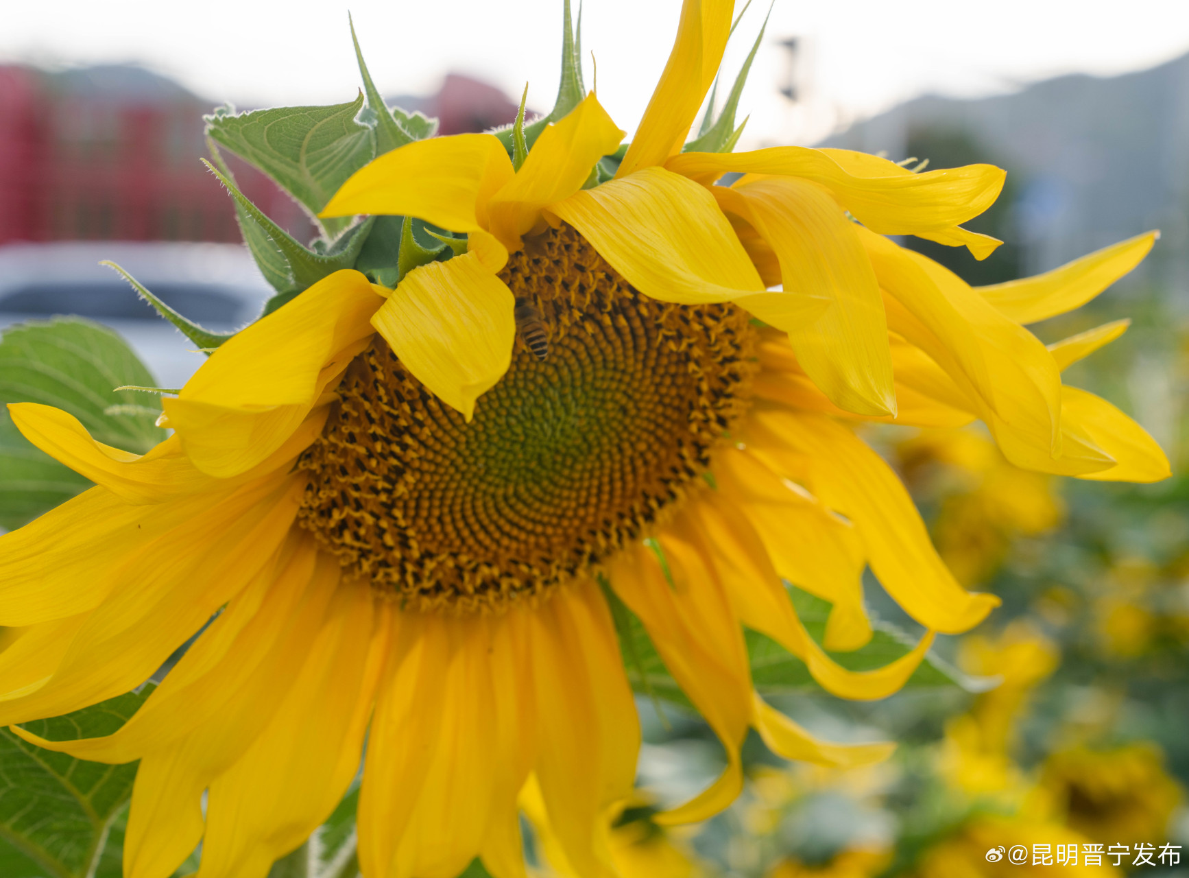 有一种叫云南的生活# #向往的生活还是昆明#向日葵花海【瞧!