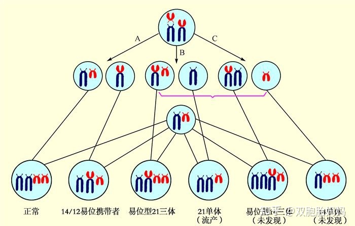 染色体结构变异易位图片