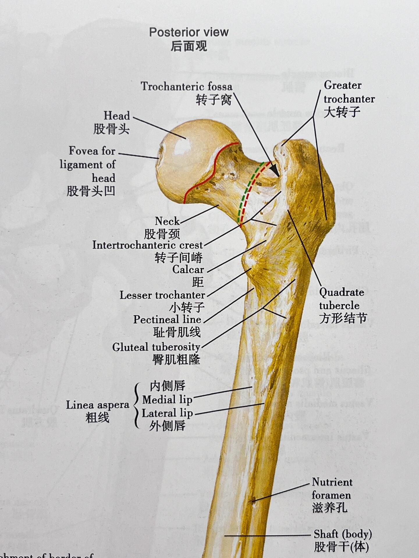 现在以我们的熟悉的手掌及前臂来记住股骨的解剖结构