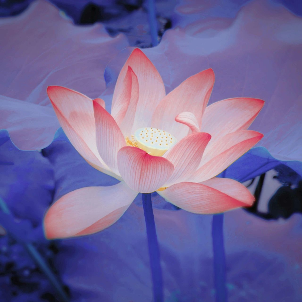 荷花头像 来咯来咯,它来咯,荷花头像又来了,真的是让我欲罢不能超级