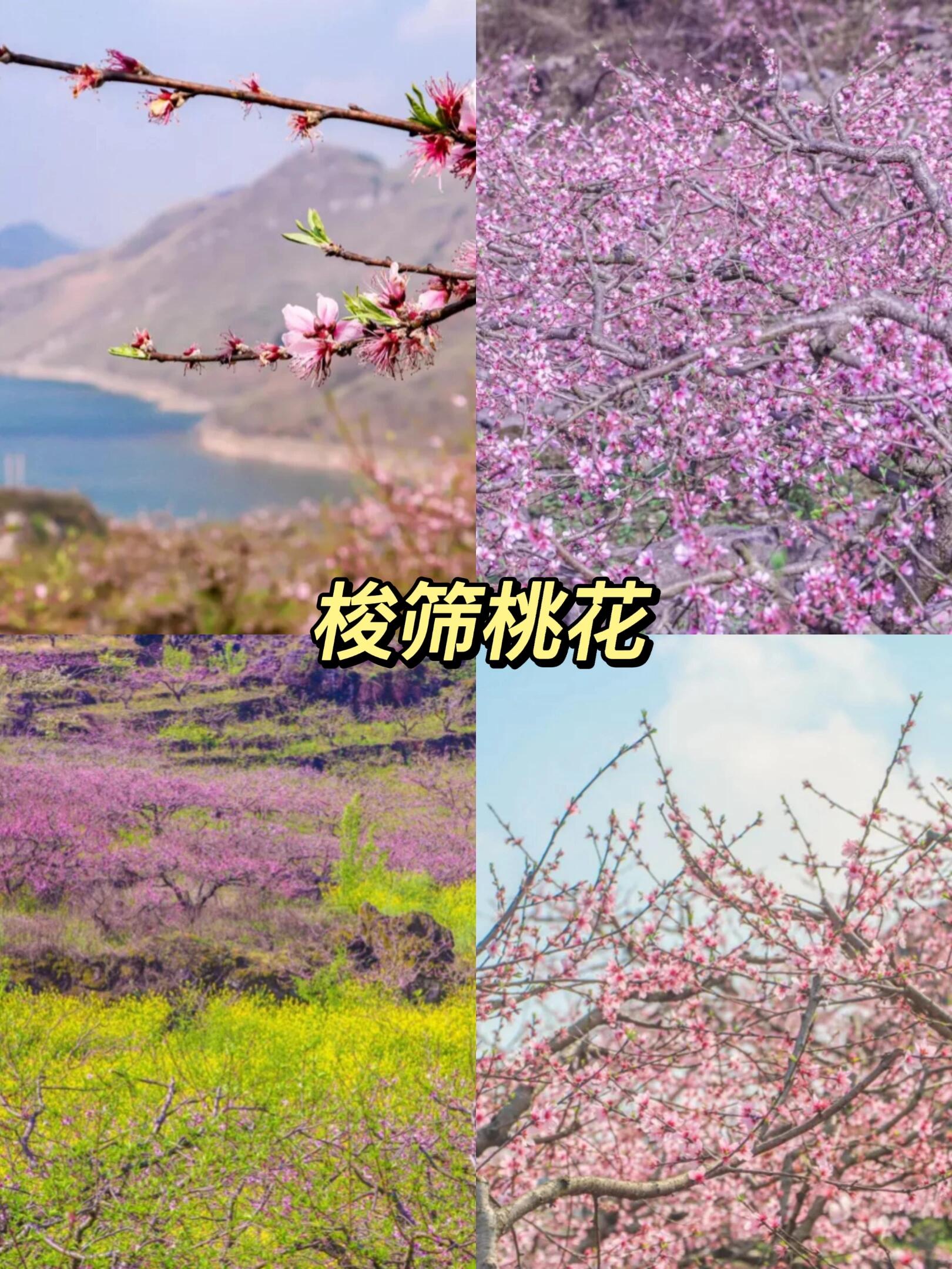 安顺赏花图片