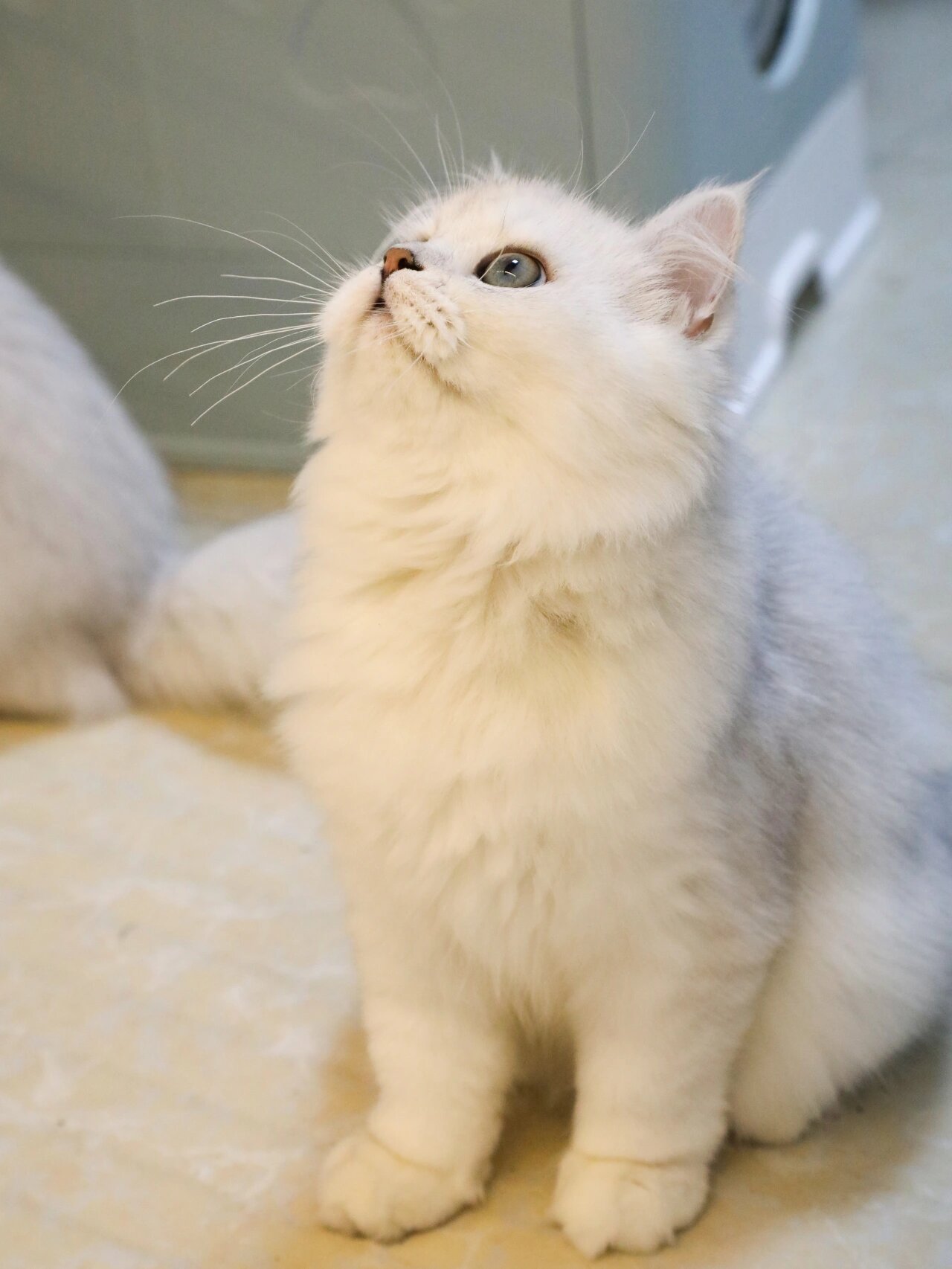 金吉拉猫的体型比波斯猫娇小,有着一身浓密丰厚的绒毛,眼睛又大又圆