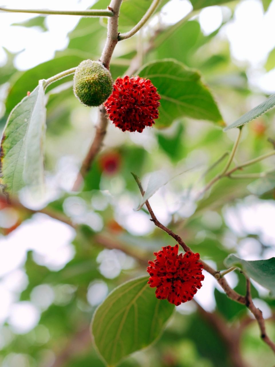 构树别名楮桃等 构树(学名broussonetia papyrifera)别名楮桃等,为