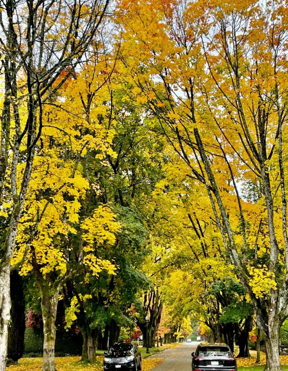 卡车司机(long haul truck driver)是加拿大紧缺职业之一,由于美加两