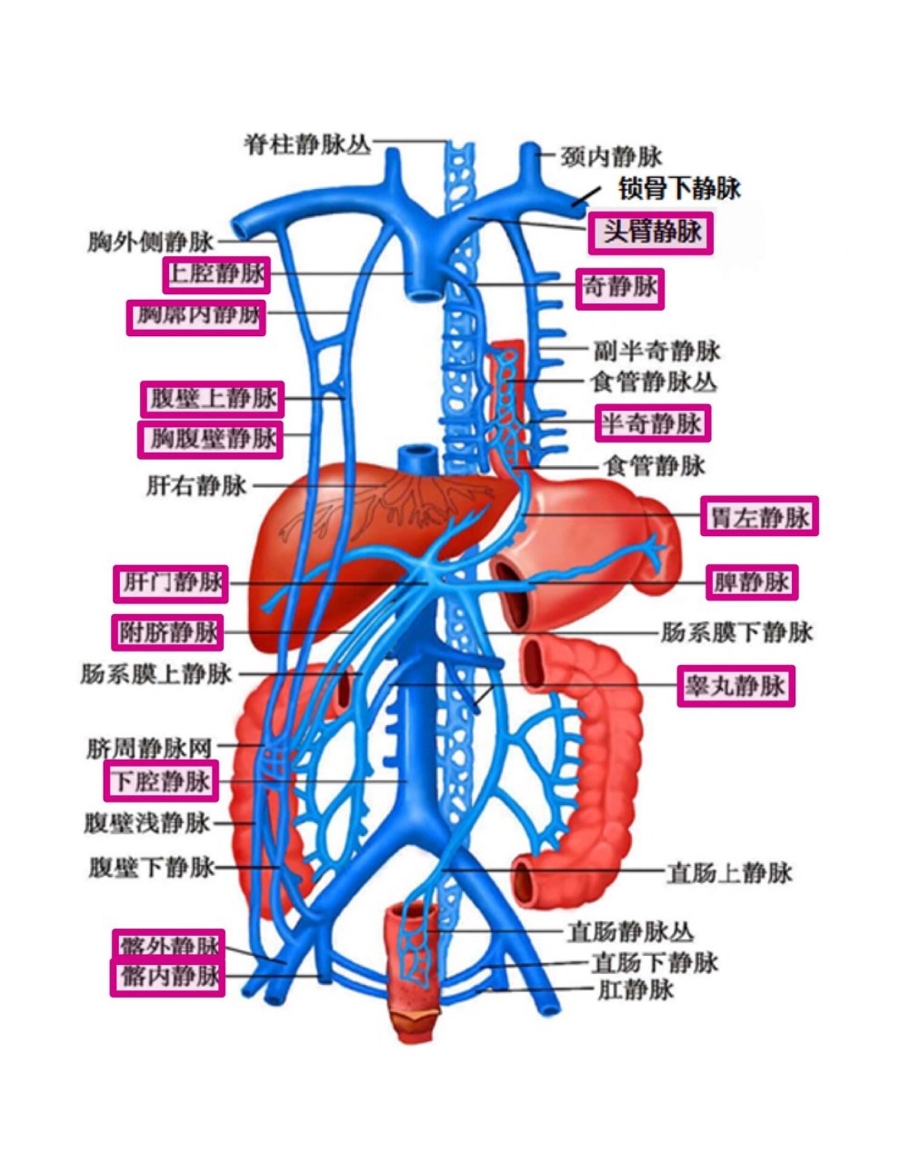 解剖学:体循环静脉(一张图就可以拿下难点) 解剖学动脉,静脉走向是
