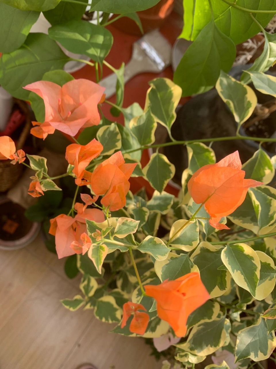 三角梅 橙冰 我的花友说我养的花颜色都很清新,可能是因为都是隔着